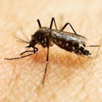 Screen and Talk to Patients About Zika